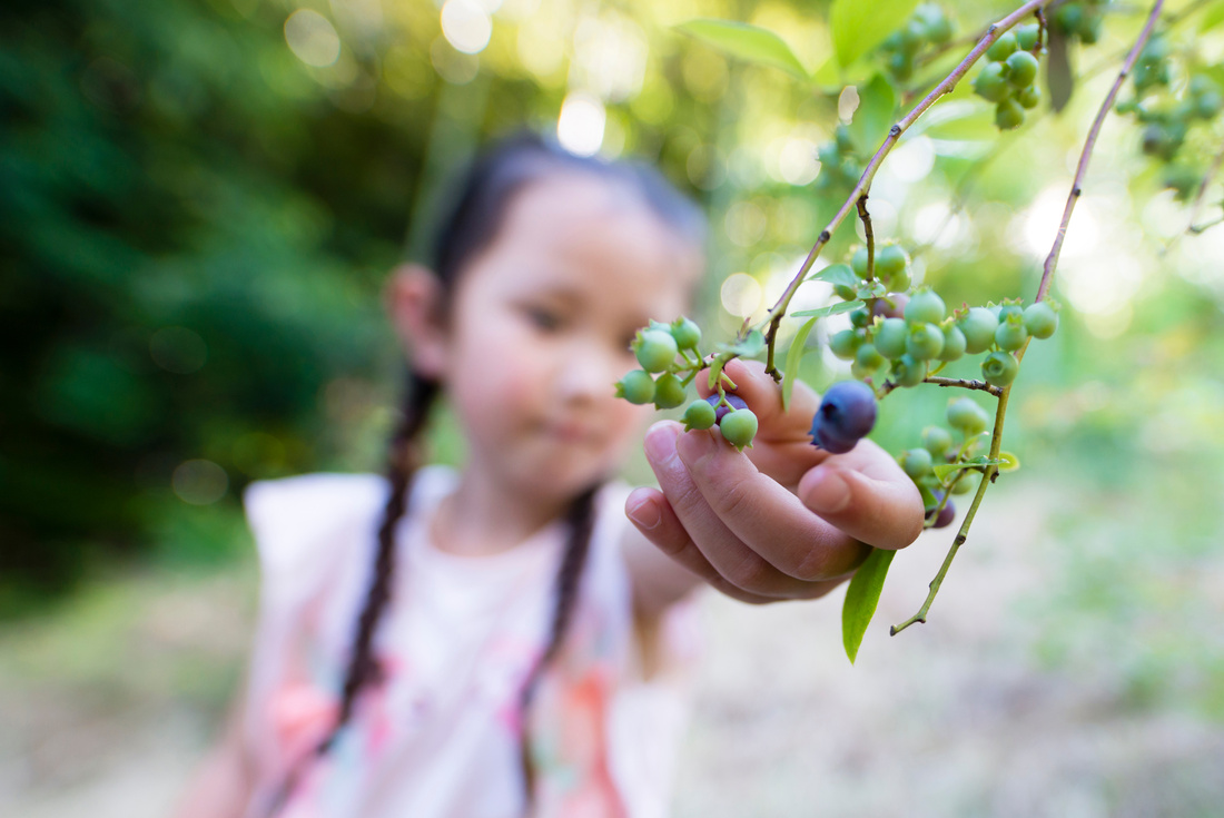 Child picks blueberries